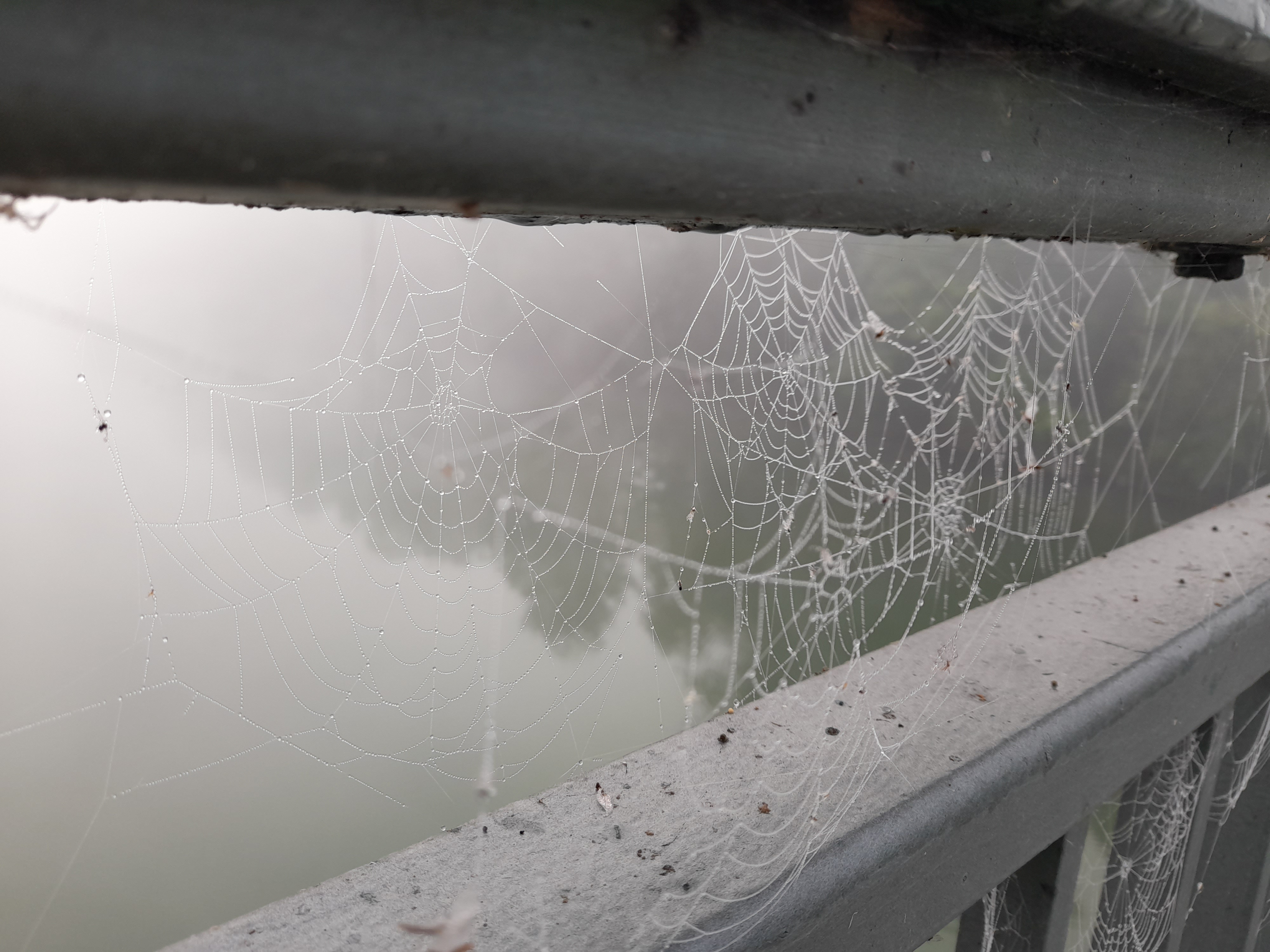 Spinnetz im Nebel